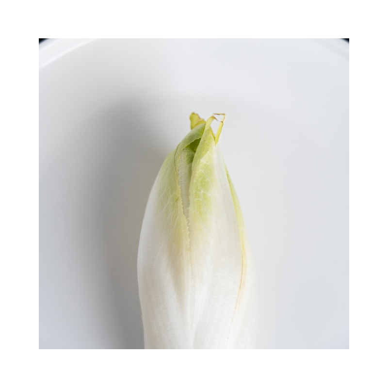 Witloof