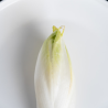 Witloof