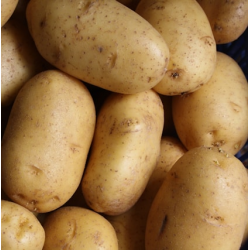 Aardappelen