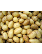 Aardappelen